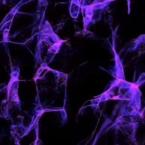 Meet your Posher, Vivian